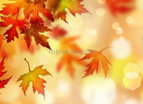 осень, листопад, листья, лучи