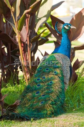 павлин, парк, сад, животные, птица