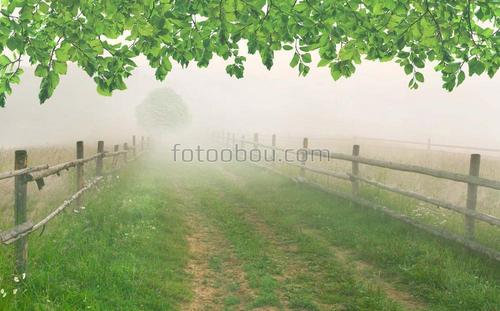 дорога, трава, забор, листья