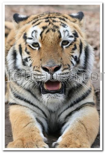 животные, тигр, хищник