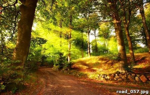 Лес, солнечных, зайчиков