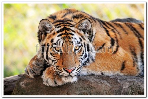 тигр, камень, животные, хищник