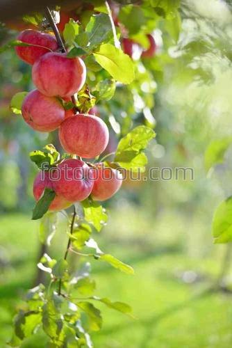 яблоки, природа, ветки, листья, фрукты