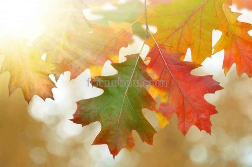 природа, лес, парк, осень, листья, ветки