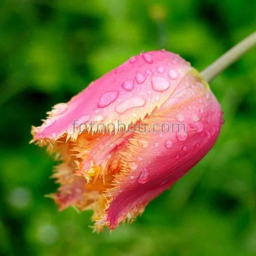 природа, капли, роса, цветы, тюльпаны