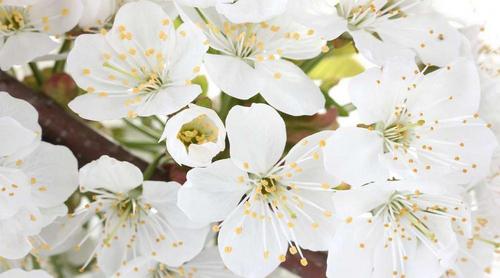 цветы, белый