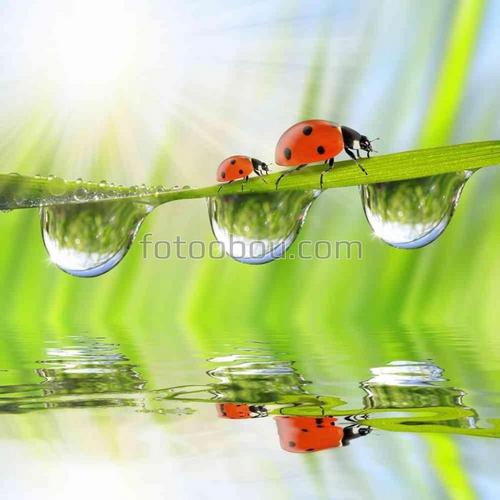 природа, трава, вода, букашки, капли, роса