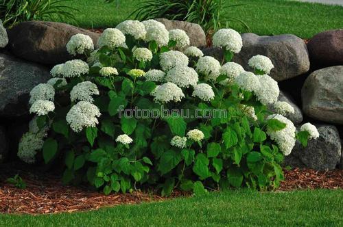 цветы, гортензия, природа, сад