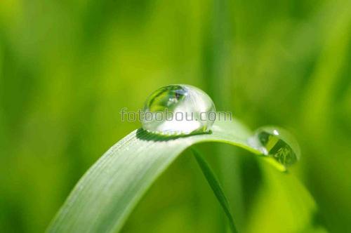 роса, природа, трава, капля