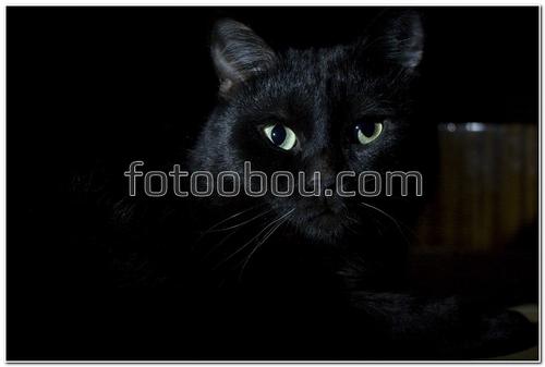 животные, кошка, черный кот, черный фон, зеленые глаза