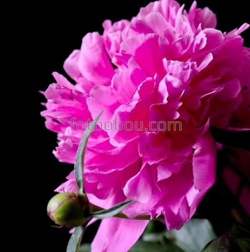 цветы, пион, природа, бутон, лепестки