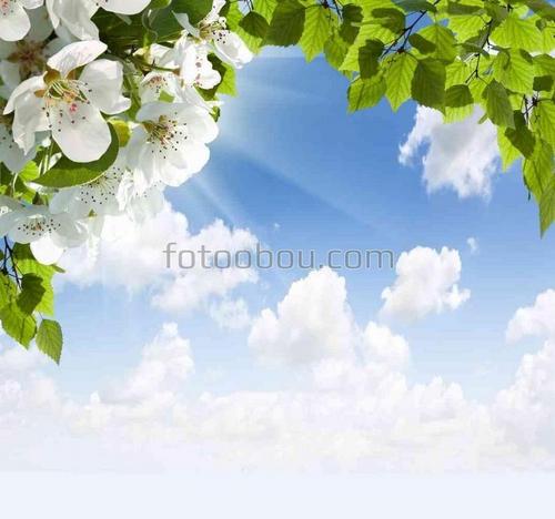 листья, небо, облака, цветы, солнце