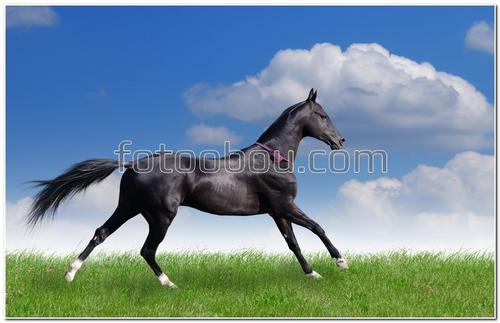 животные, лошадь, конь, жеребец, трава, небо, облака