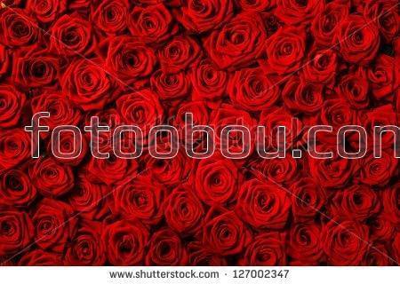 цветы, розы, красные, шелк