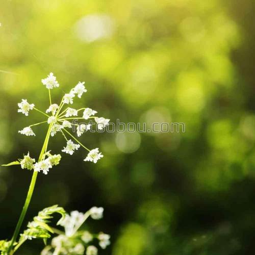 природа, цветы, лето, блики, день