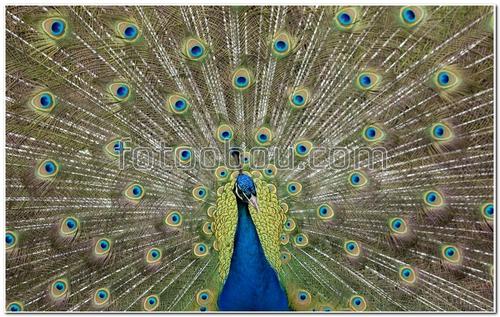 животные, павлин, хвост павлина, птица