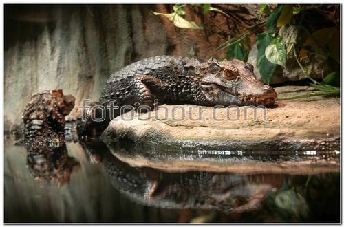 животные, крокодил, аллигатор, вода, камень, пещера