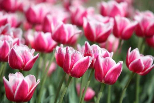 цветы, тюльпаны, природа