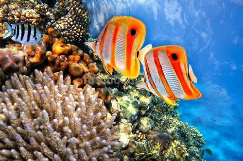 кораллы, риф, вода, море, рыбы