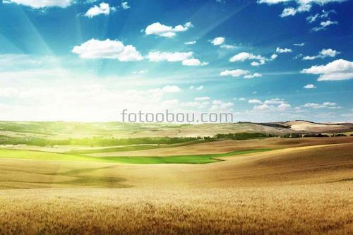 поле, природа, небо, облака, пшеница, трава, рассвет