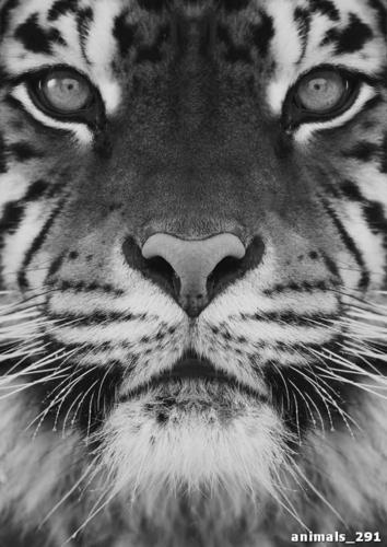 взгляд, тигр, черный, белый