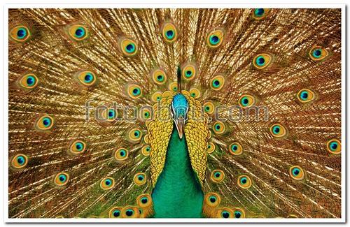 птицы, павлин, хвост павлина