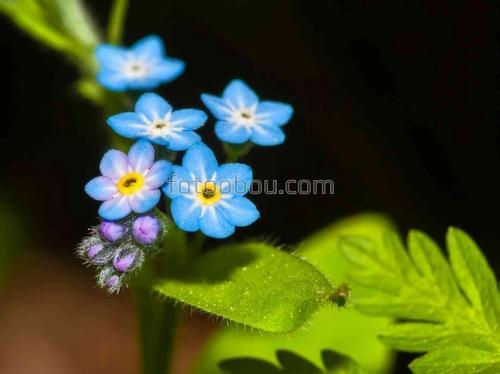 природа, цветы, незабудки, лето, 3D