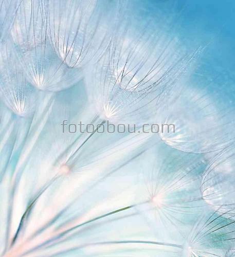 природа, весна, небо, одуванчик