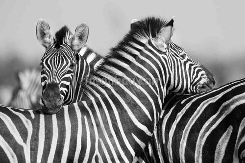зебра, природа, животные