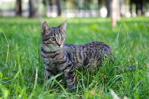 природа, животные, кошки, трава, природа