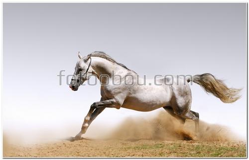 животные, лошадь, Каспийская лошадь, конь, пыль, земля