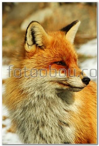 животные, лиса, лисичка, снег, мордочка