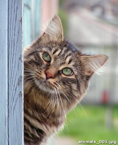 Полосатый,серый, кот