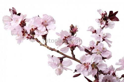 вишни, сакура, природа, цветы, ветка