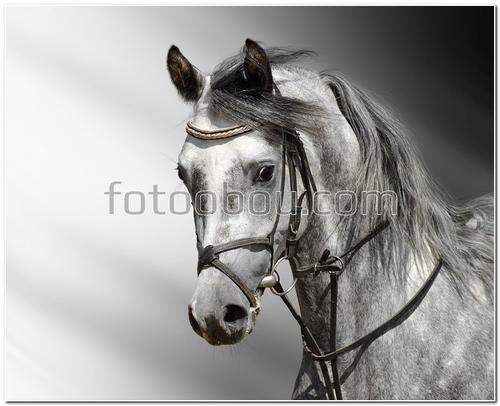 животные, лошадь, фото, серебряная лошадь
