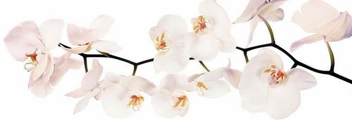 цветы, белый, ветка