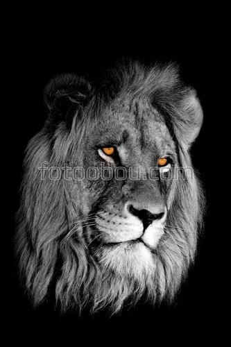животные, львы, настроение, царь, морда