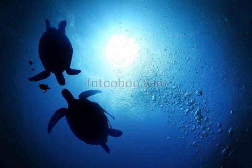 черепахи, природа, море