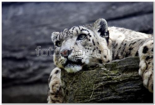 животные, кошки, снежный барс, камни, охота