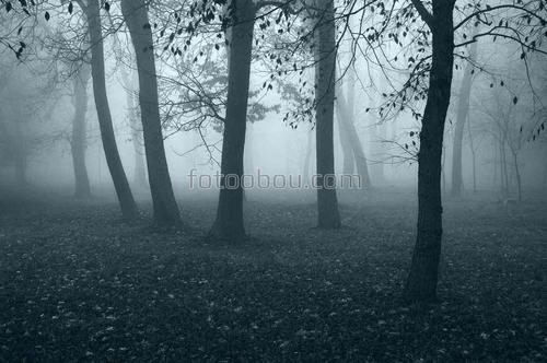 природа, лес, туман, ночь, деревья