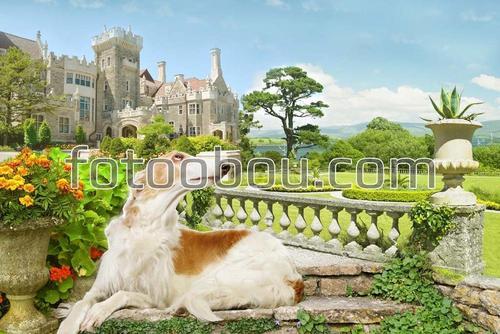 собака, замок, вилла, парк, природа