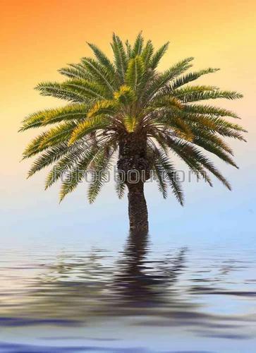 природа, дерево, пальма, ветки, море