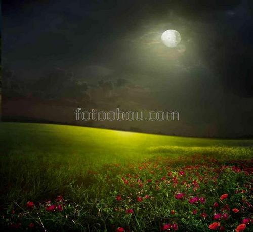природа, ночь, луна, поле, цветы