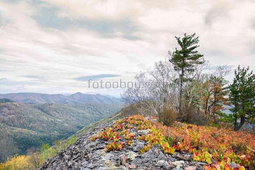 природа, горы, лес, цветы, небо, облака