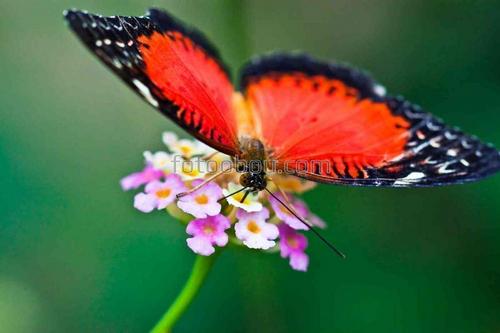 бабочки, цветы, природа, лепестки, поле