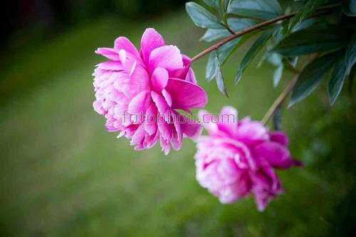 цветы, пион, природа