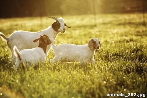козы, трава, лужайка, солнце