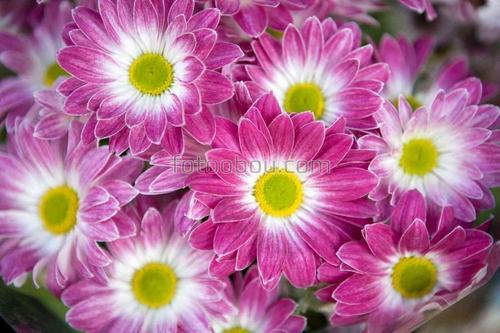 природа, цветы, лепестки, бутоны