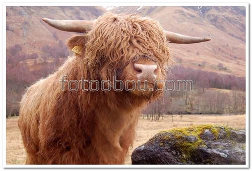 животные, бык, рога