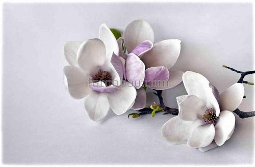 цветы, природа, магнолия